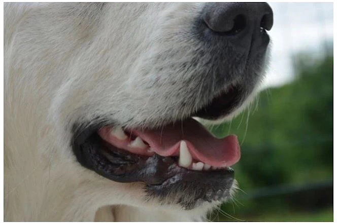 Plak og tandsten hos hunde og katte